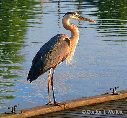 Heron On A Dock_P1010022.jpg - Great Blue Heron (Ardea herodias) photographed on the Rideau Canal Waterway at Smiths Falls, Ontario, Canada.